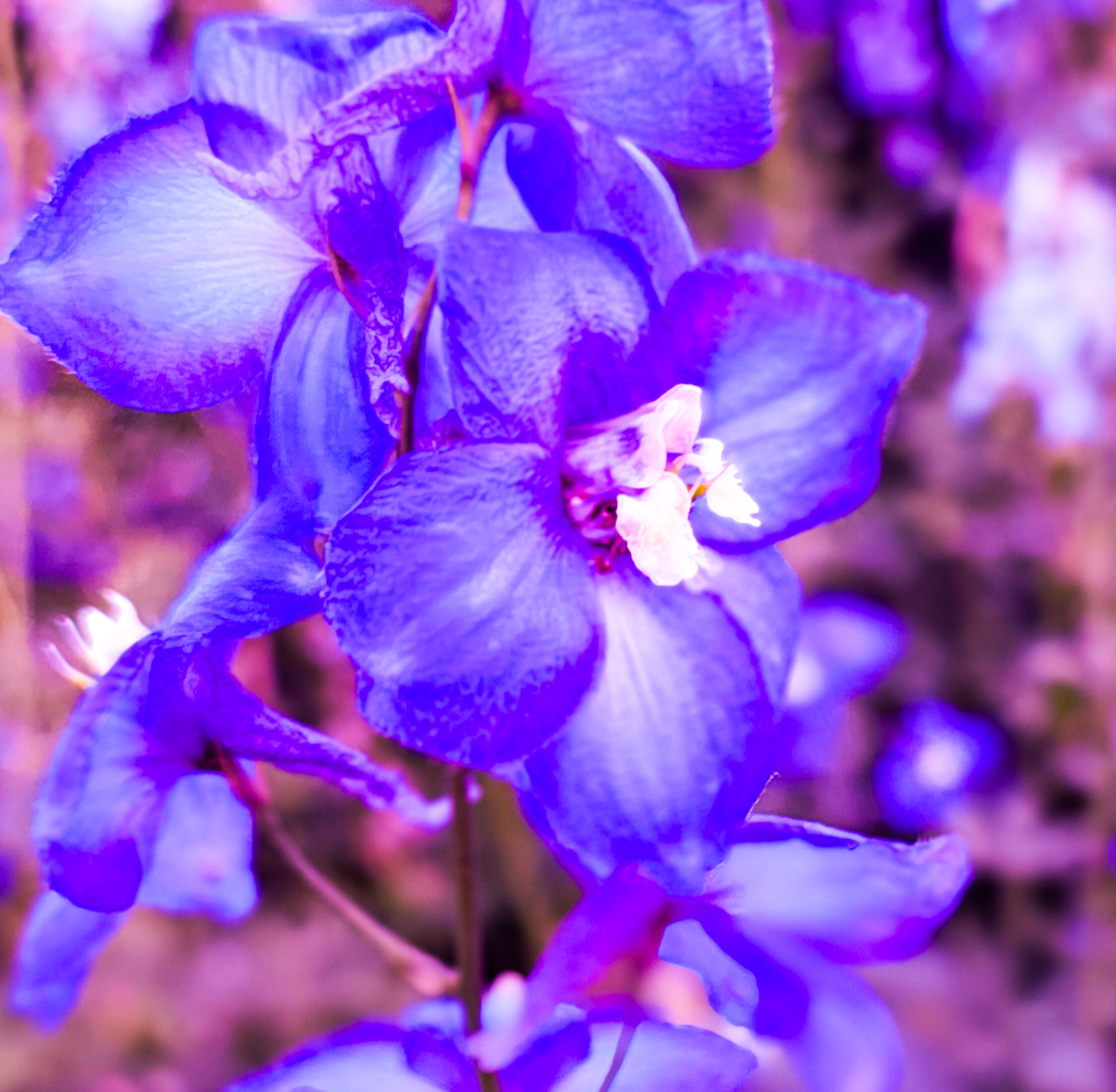 A flower for the universe...
